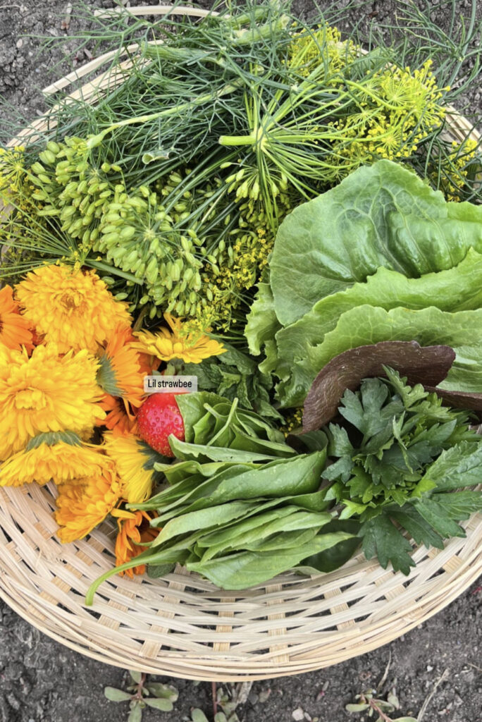 basket full of harvested herbs from the garden