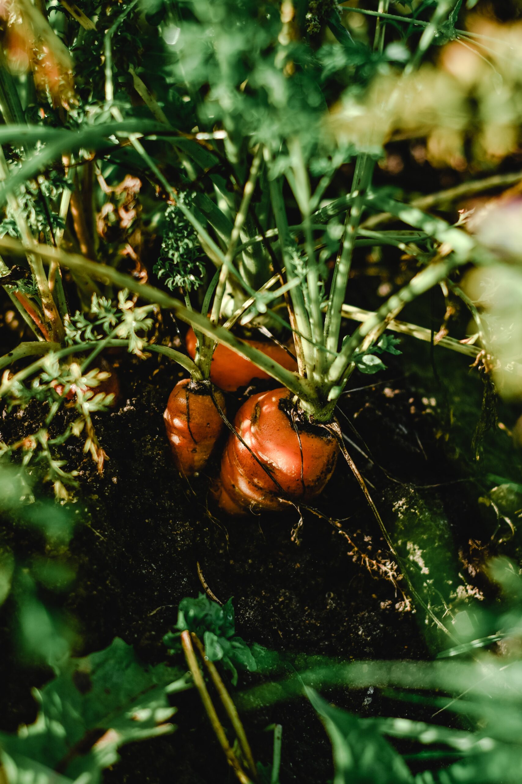 Carrots growing in the garden