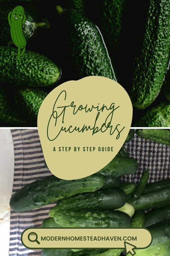 how to grow cucumbers 