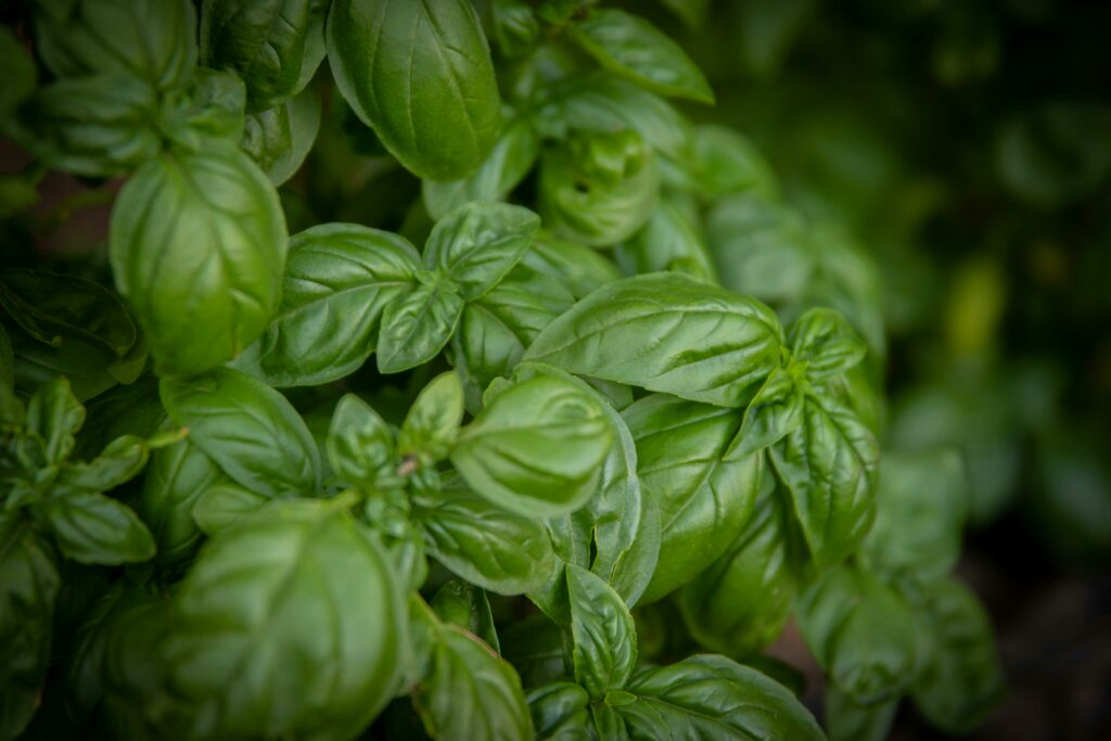 Basil - Learn how to grow