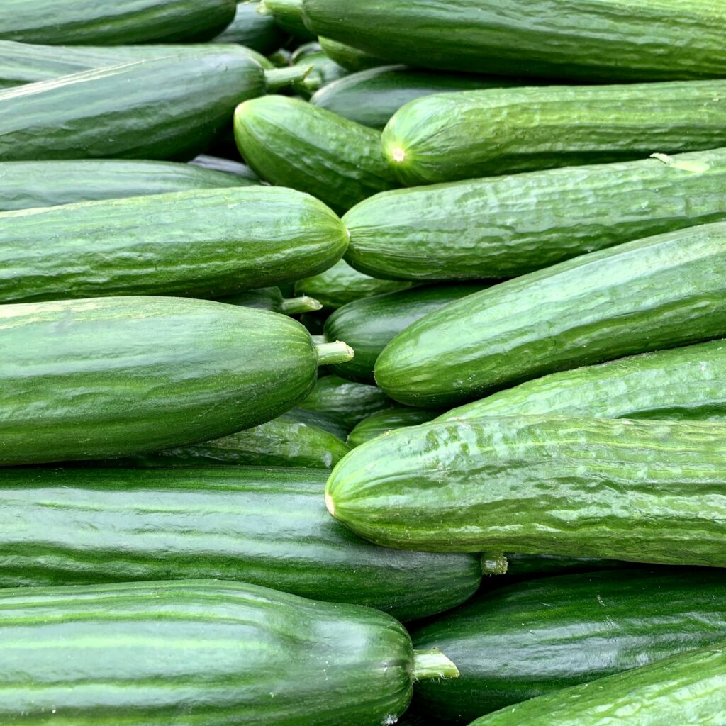 how to grow cucumbers 