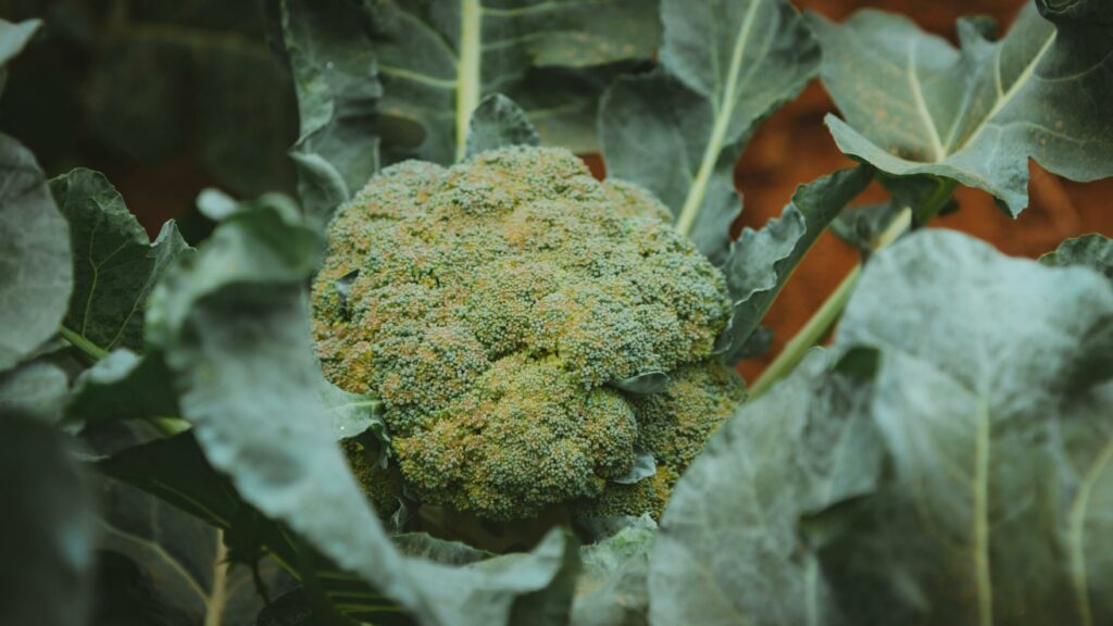 Broccoli Grown in the Garden 